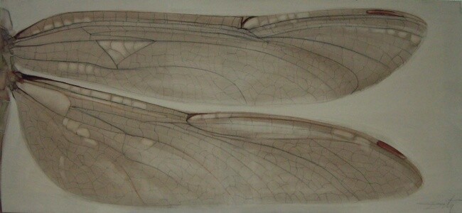 Wing
